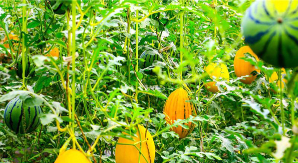 除草劑、殺蟲(chóng)劑、植物生長(zhǎng)調(diào)節(jié)劑 農(nóng)藥有“三劑”用時(shí)要注意